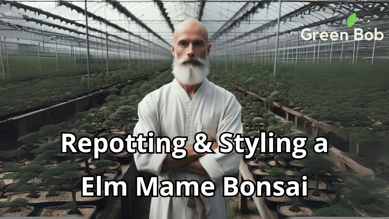 Elm Mame Bonsai from Cutting: Repotting & Pruning!