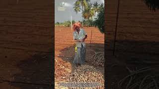 Amazing Traditional Cassava Seed Cutting Tool in action!