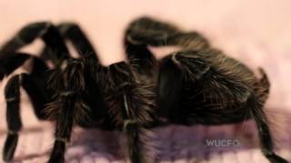 One Short Fostering Tarantulas