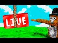 Night Stream!