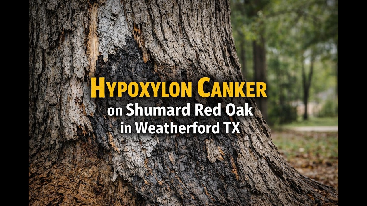 Hypoxylon Canker on Shumard Red Oak in Weatherford, TX