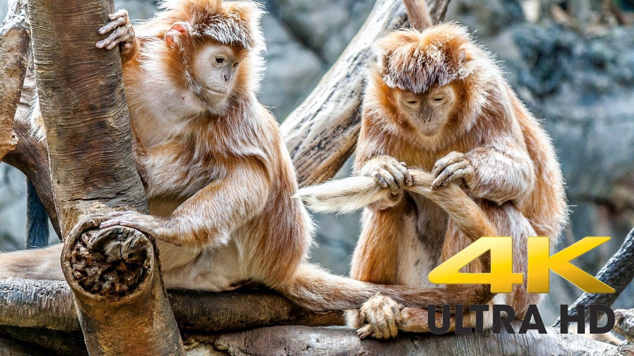 Monkey Life in the Wild - 1 Hour - 4K