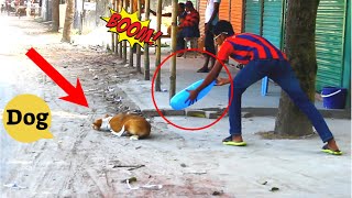 Dog VS BALLOONS BLAST Prank - TRY TO NOT LAUGH CHALLENGE MUST WATCH NEW PRANK