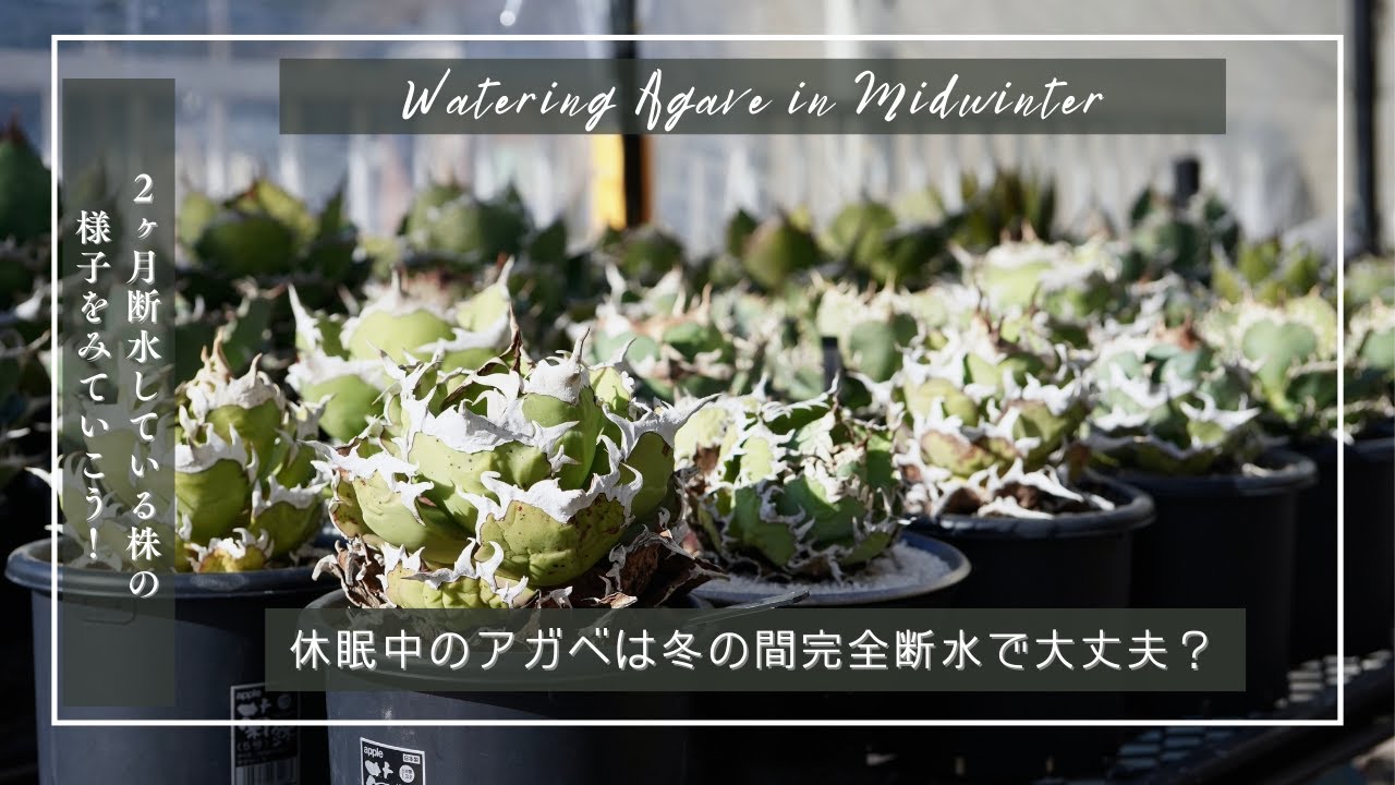 休眠中のアガベは冬の間完全断水で大丈夫？2ヶ月断水している株の状態をみていこう！