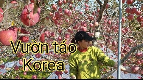 Vườn táo khủng mê ly ở Hàn Quốc| Thu hoạch táo | Hà chi việt Hàn