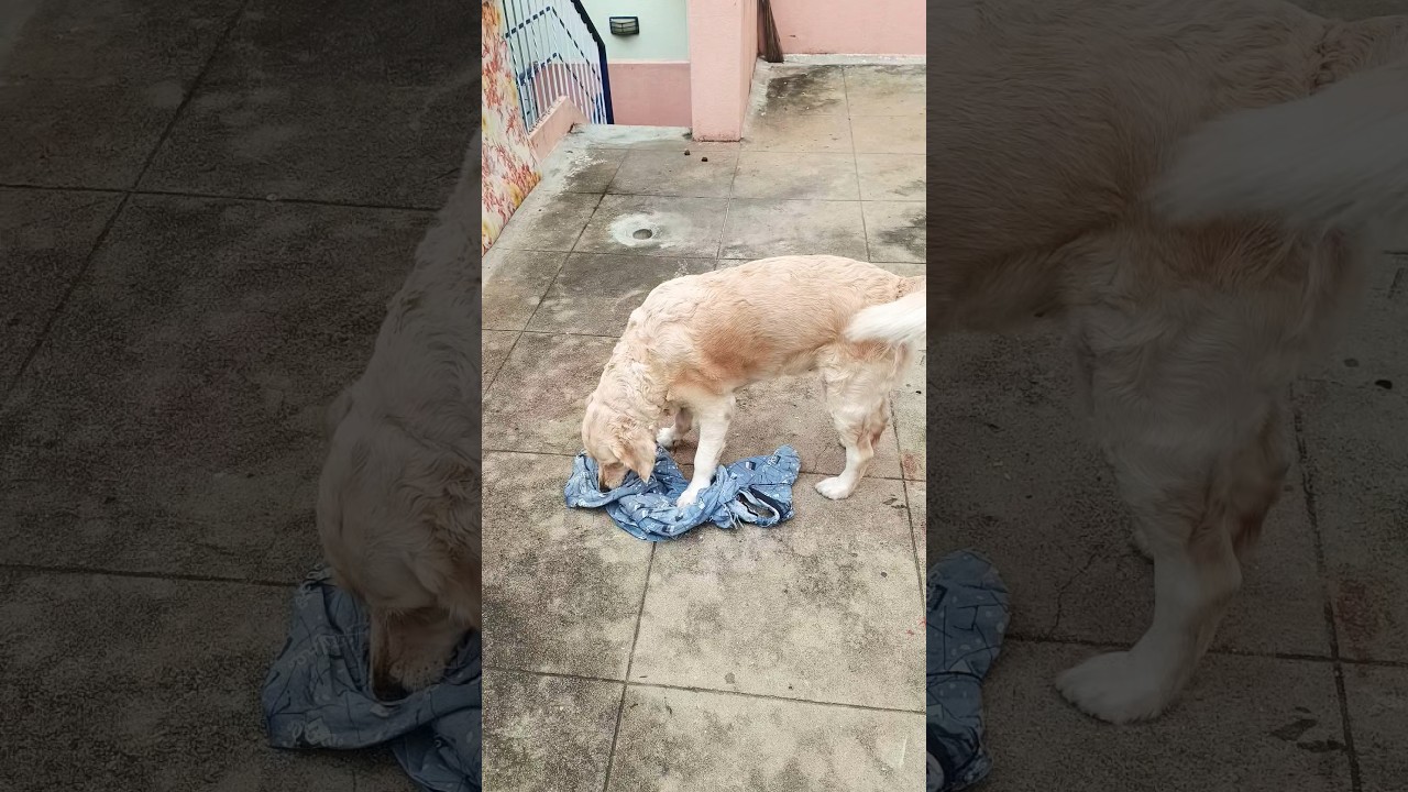 Dog playing with clothes 🥰 