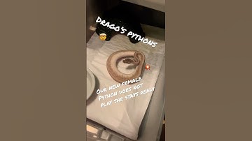 Baby ball Python 🐍 #livefeeding #subscribe #python #ballpython #breeding #reptile #drago