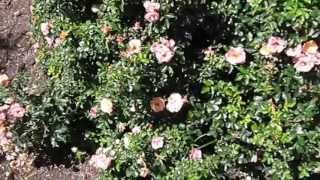 Peach Drift Rose, (Rosa Meiggili), Lisa's Landscape & Design's 