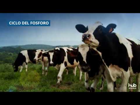 Video: Differenza Tra Ciclo Del Carbonio E Ciclo Del Fosforo