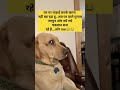 dog joks.. #dogjoks #ytshorts #comedyeffect #comedyvideo #animals #funny #funshort #meames #dogmeme
