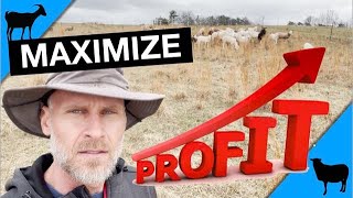 How to Maximize Profits Selling Goats/Sheep for Meat
