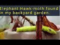 Giant elephant hawkmoth caterpillar