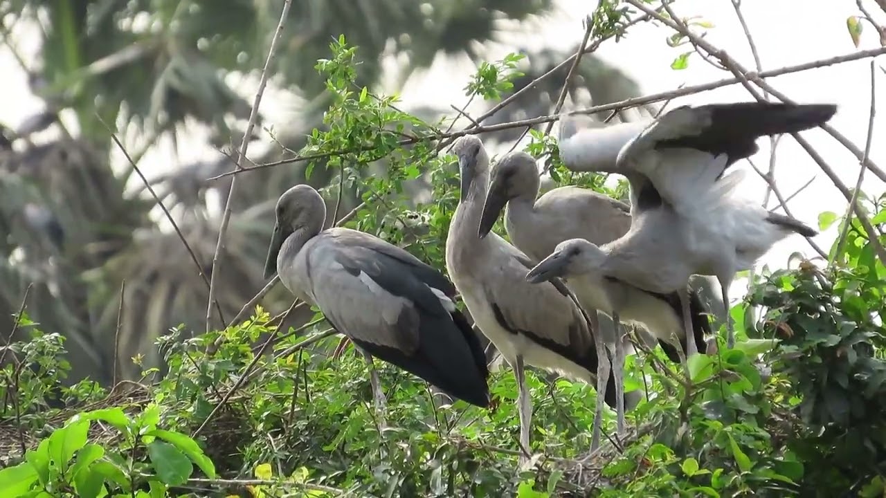 peace lifestyle#bird #wildlife 