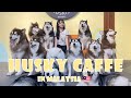 【マレーシアVlog】マレーシアにあるハスキーカフェに行ってきたよ!