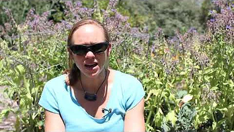 How to Transplant Basil & Parsley Plants