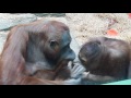 Орангутанги мама с дочей ...как люди! умора