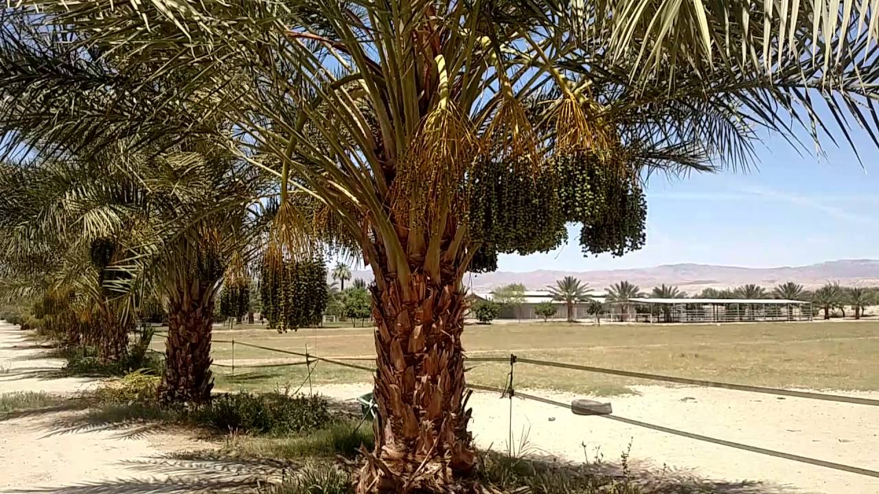 20 acre farm in Thermal, CA.; Chocolate Mountain Farm