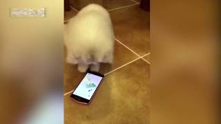 😄Cats Playing Phone Games | Funny Pets Compilations 01 screenshot 1