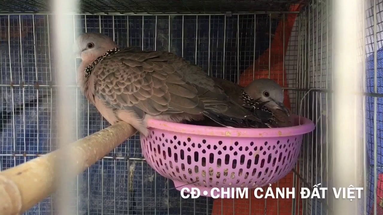 NÊN XEM✅KINH NGHIỆM NUÔI CU GÁY NON LÊN SINH SẢN KHÔNG BỎ ẤP VÀ GẮP TRỨNG BỎ ĐI