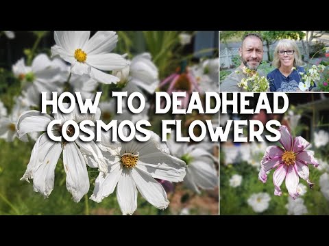 וִידֵאוֹ: How To Deadhead Cosmos - Pick Off Faded Cosmos Blossoms