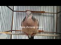 Suara Burung Terkukur Derkuku Bersih Cocok Untuk Pikat Mp3 - Mp4 Download