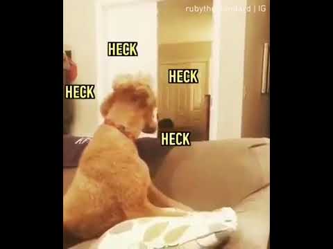 jokes:-pets-reacting-to-owners-disappearing-behind-blanket-trick!