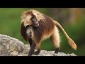 Top 10 Unique and Stranger Monkey&#39;s species in the World | मिलिए दुनिया के सबसे अनोखे बंदरो से