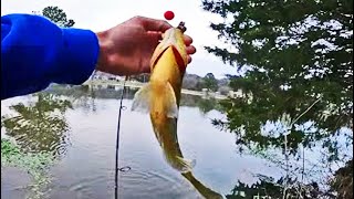 BIG BLUEGILL Fishing In COLD WATER! (Fishing for Panfish Early Spring)