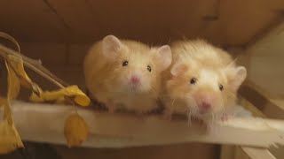 Midas, Faye and Amara, the best little mice