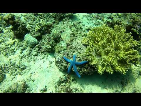 Dive The Seraya Divers - Flores