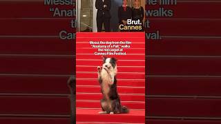 Messi, the dog from the film “Anatomy of a Fall,”walks the red carpet at the Cannes Film Festival.