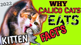 calico cats luck/tortoiseshell cat/male calico cats/persian cat breed/persian cat facts@nawazpersain