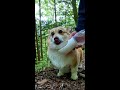 山道で水を飲むコーギー / Corgi drinking water on a mountain trail #コーギー #サクラ #corgi