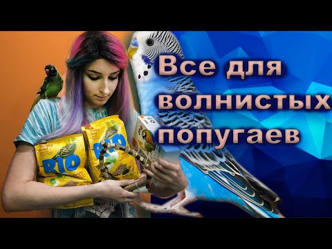 Это НУЖНО ВОЛНИСТОМУ ПОПУГАЮ! Что купить волнистику? Зоомагазин Гарфилд Минск
