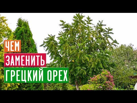 МАНЬЧЖУРСКИЙ ОРЕХ 🌳 Достойная замена грецкого ореха в средней полосе  / Садовый гид