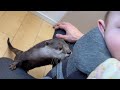 抱っこされた赤ちゃんに対するカワウソと猫の反応の違い！ The Difference in How Otter and Cats React to a Baby Being Held!