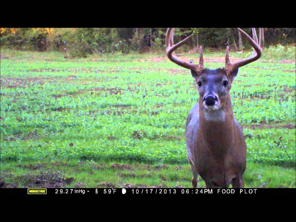 Moultrie 990i HD Movie Mode YouTube