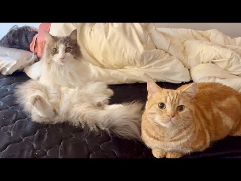 😽ねこもふママと猫たち🐾 - YouTube