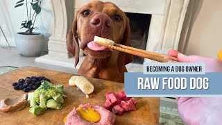 Willa the Vizsla Raw Food Diet ASMR Mukbang Ep. 2