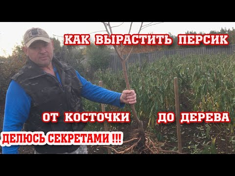 Как вырастить саженец персика с нуля!!! Все секреты!!!