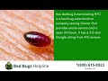 Top 3 Bed Bug Removal Companies in Garner