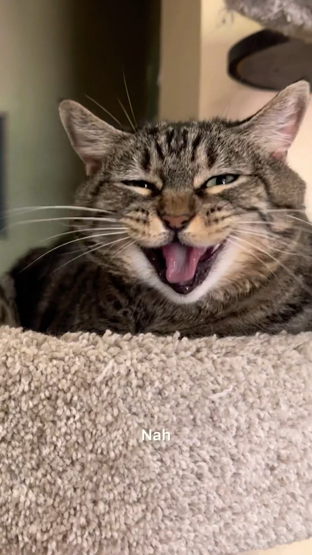I mean, she’s right… #penny #talkingcat