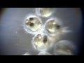 70以上 メダカの卵の成長の様子 843432-メダカの卵の成長の様子