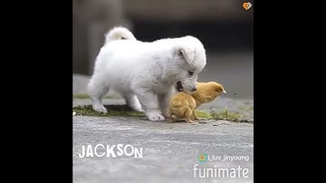 Got7 as pets with Ahgases