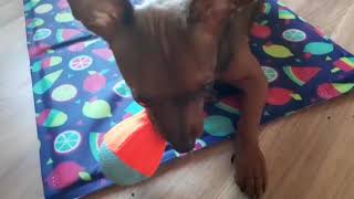 Cutest Prague ratter puppy playing with his toys by World Video 109 views 4 years ago 1 minute, 11 seconds