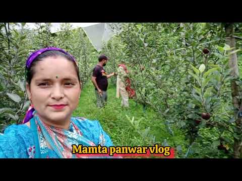 सेव की तुड़ाई❤️