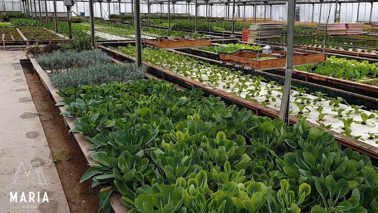 L'aquaponie, une culture maraîchère hors-sol issue du mariage de la pisciculture et de l’hydroponie