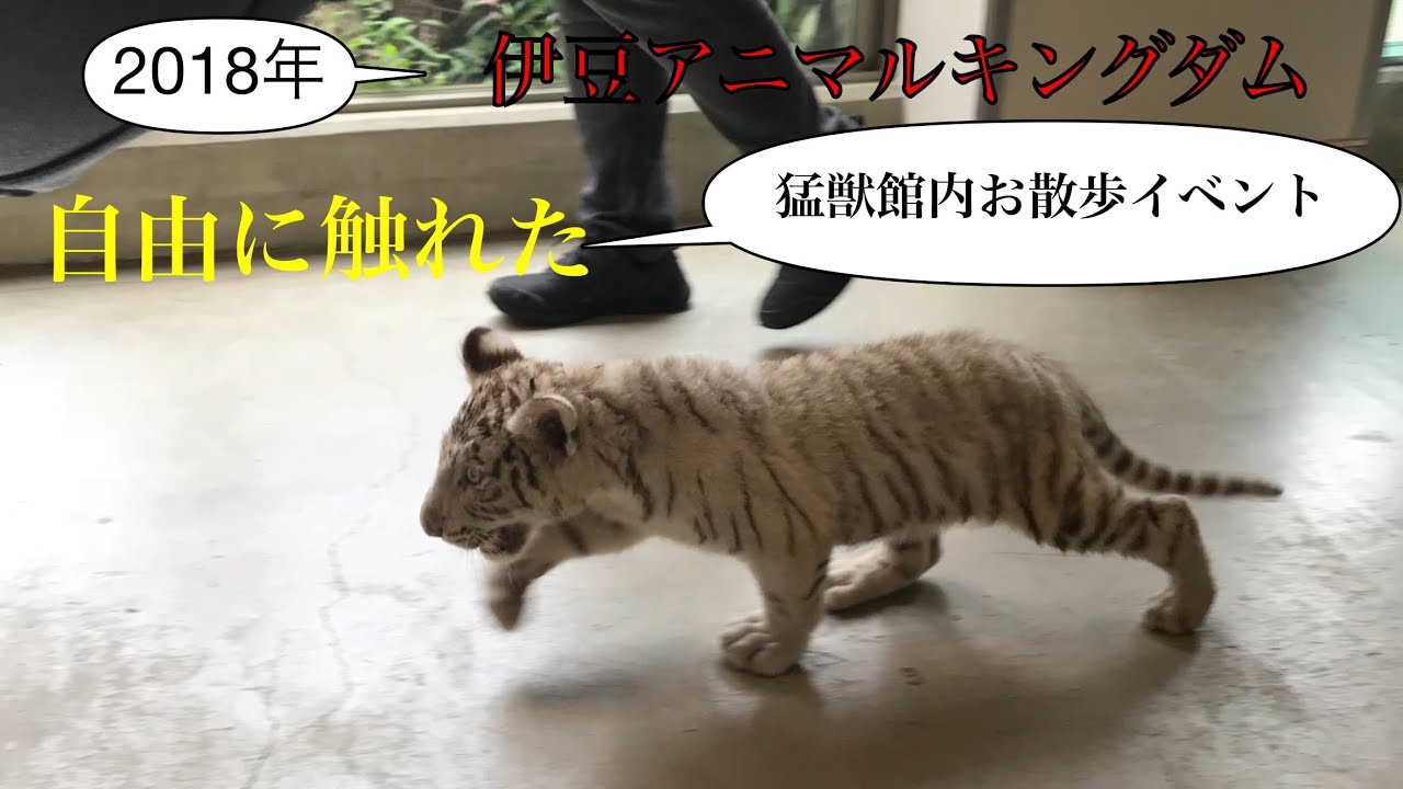 ベビトラ猛獣館内散歩と触れ合い画像集　ホワイトタイガー　シュガー　コットン　2018年　未公開画像集