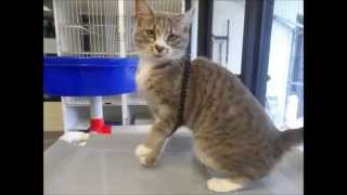 Real Housecats of Henry County