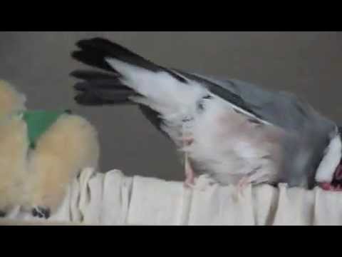 文鳥動画 Java sparrow　ラテンが似合う文鳥ズ